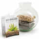 Planten terrarium met planten