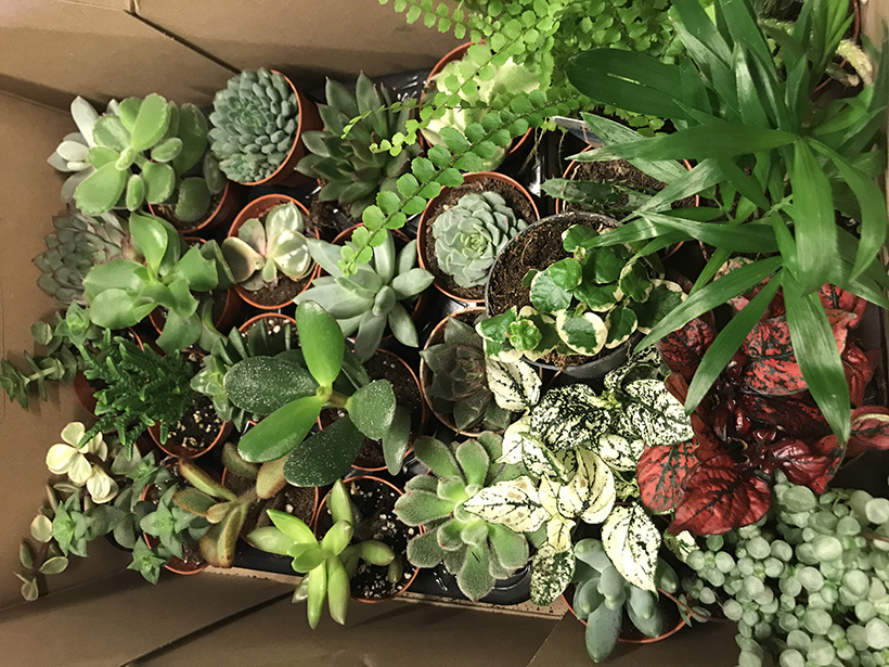 Plantjes voor het planten terrarium