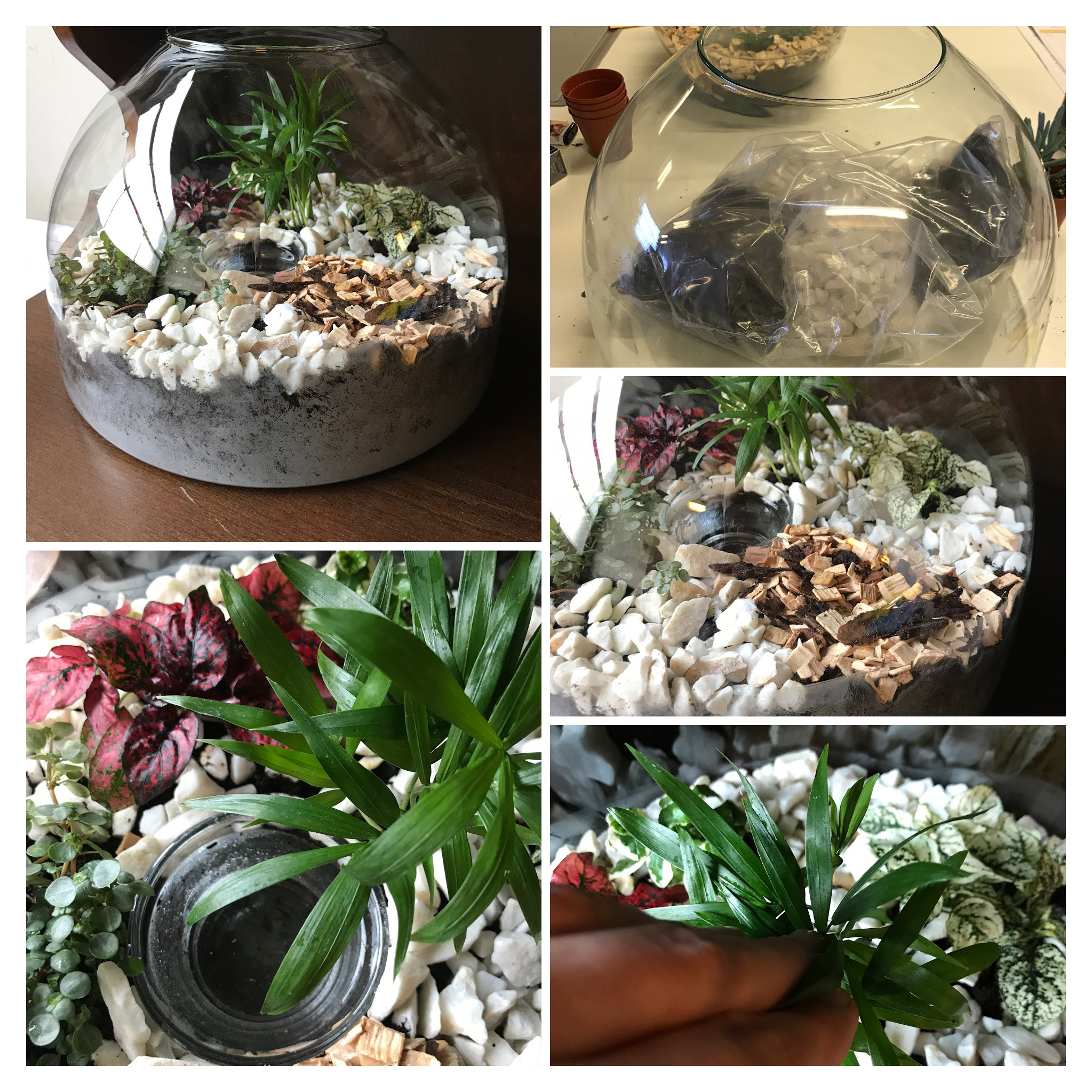 Schaal agavi als planten terrarium