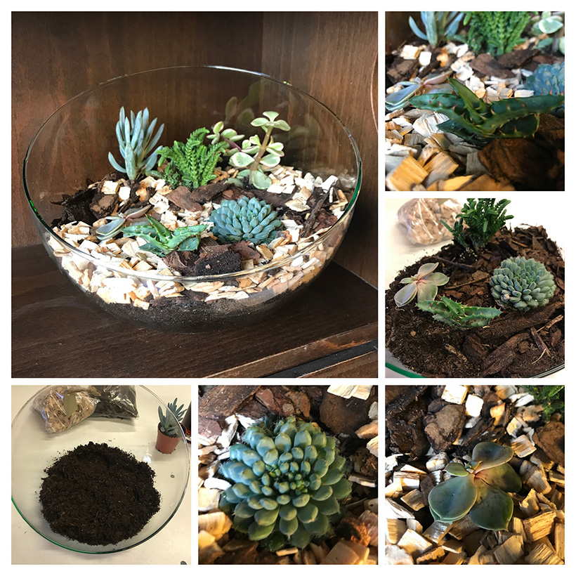 Terrarium schaal bob