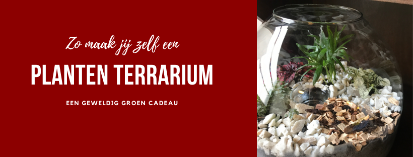 Zelf een planten terrarium maken